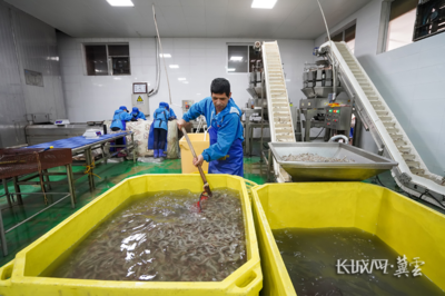 唐山灤南 冷凍對蝦加工忙，水產品冷鏈產業興